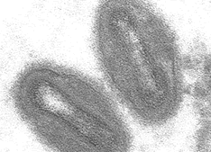 The global emergence of monkeypox