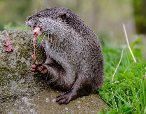 The emergence of otter attacks in Singapore: A case series and strategies for management